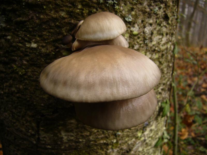 Pleurotus colombinus?